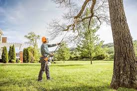 How Our Tree Care Process Works  in El Verano, CA